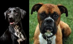 Dalmador vs Boxer - Breed Comparison