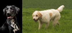 Dalmador vs Briquet Griffon Vendeen - Breed Comparison