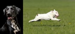 Dalmador vs Bull Terrier - Breed Comparison