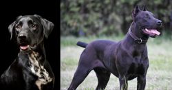 Dalmador vs Canis Panther - Breed Comparison