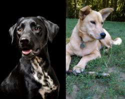 Dalmador vs Carolina Dog - Breed Comparison