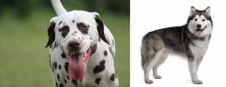 Dalmatian vs Alaskan Malamute - Breed Comparison