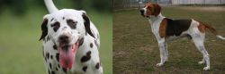 Dalmatian vs Anglo-Francais de Petite Venerie - Breed Comparison