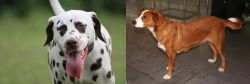 Dalmatian vs Austrian Pinscher - Breed Comparison