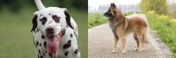Dalmatian vs Belgian Shepherd Dog (Tervuren) - Breed Comparison