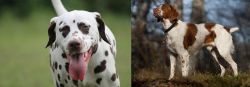 Dalmatian vs Brittany - Breed Comparison