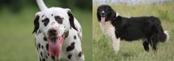 Dalmatian vs Bulgarian Shepherd - Breed Comparison
