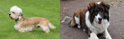 Dandie Dinmont Terrier vs Aidi - Breed Comparison