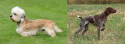 Dandie Dinmont Terrier vs Braque Francais - Breed Comparison