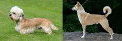 Dandie Dinmont Terrier vs Canaan Dog - Breed Comparison
