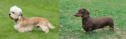 Dandie Dinmont Terrier vs Dachshund - Breed Comparison