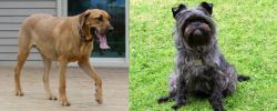 Danish Broholmer vs Affenpinscher - Breed Comparison