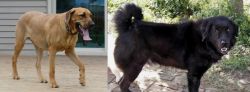 Danish Broholmer vs Bakharwal Dog - Breed Comparison