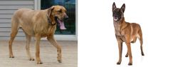 Danish Broholmer vs Belgian Shepherd Dog (Malinois) - Breed Comparison