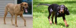 Danish Broholmer vs Black and Tan Coonhound - Breed Comparison