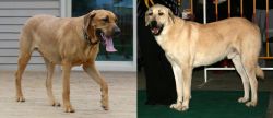 Danish Broholmer vs Central Anatolian Shepherd - Breed Comparison