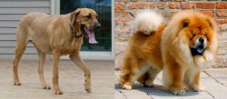 Danish Broholmer vs Chow Chow - Breed Comparison