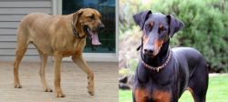 Danish Broholmer vs Doberman Pinscher - Breed Comparison