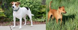 Danish Swedish Farmdog vs Africanis - Breed Comparison