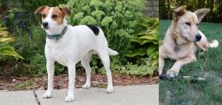 Danish Swedish Farmdog vs Carolina Dog - Breed Comparison