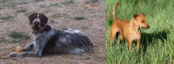 Deutsch Drahthaar vs Africanis - Breed Comparison