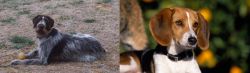 Deutsch Drahthaar vs American Foxhound - Breed Comparison