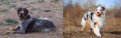 Deutsch Drahthaar vs Australian Shepherd - Breed Comparison
