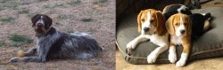 Deutsch Drahthaar vs Beagle - Breed Comparison