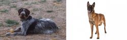 Deutsch Drahthaar vs Belgian Shepherd Dog (Malinois) - Breed Comparison