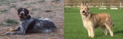 Deutsch Drahthaar vs Berger Picard - Breed Comparison