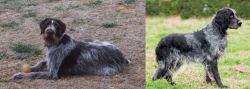 Deutsch Drahthaar vs Blue Picardy Spaniel - Breed Comparison
