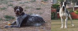 Deutsch Drahthaar vs Bully Kutta - Breed Comparison