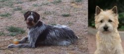 Deutsch Drahthaar vs Cairn Terrier - Breed Comparison