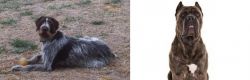 Deutsch Drahthaar vs Cane Corso - Breed Comparison