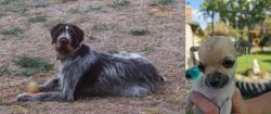 Deutsch Drahthaar vs Chihuahua - Breed Comparison