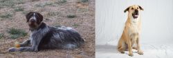 Deutsch Drahthaar vs Chinook - Breed Comparison