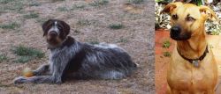 Deutsch Drahthaar vs Combai - Breed Comparison