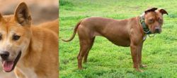 Dingo vs American Pit Bull Terrier - Breed Comparison
