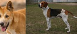 Dingo vs Anglo-Francais de Petite Venerie - Breed Comparison