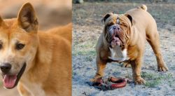Dingo vs Australian Bulldog - Breed Comparison