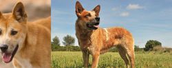 Dingo vs Australian Red Heeler - Breed Comparison