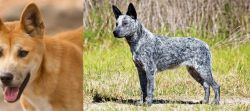 Dingo vs Australian Stumpy Tail Cattle Dog - Breed Comparison