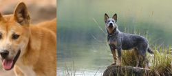 Dingo vs Blue Healer - Breed Comparison