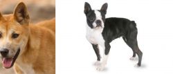 Dingo vs Boston Terrier - Breed Comparison