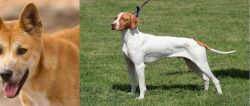 Dingo vs Braque Saint-Germain - Breed Comparison