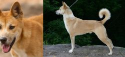 Dingo vs Canaan Dog - Breed Comparison