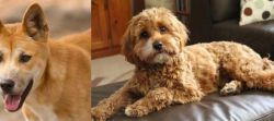 Dingo vs Cavapoo - Breed Comparison