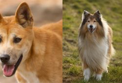 Dingo vs Collie - Breed Comparison