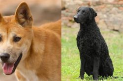 Dingo vs Curly Coated Retriever - Breed Comparison