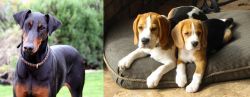 Doberman Pinscher vs Beagle - Breed Comparison